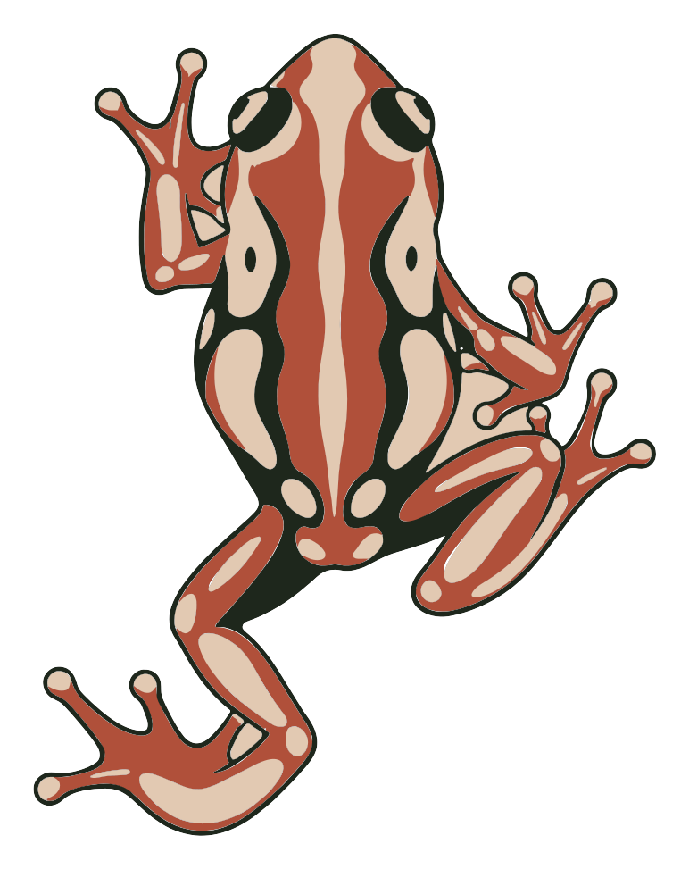 A resplendent shrub frog seen from above, climbing