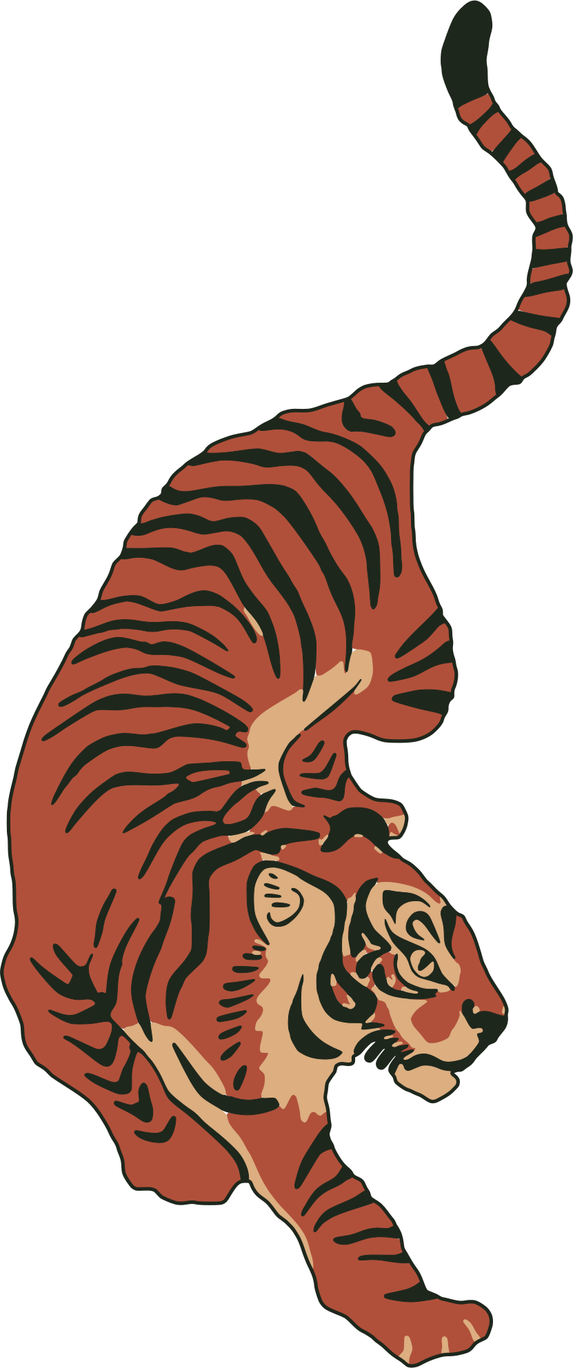 A Bengal tiger walking down through the forest